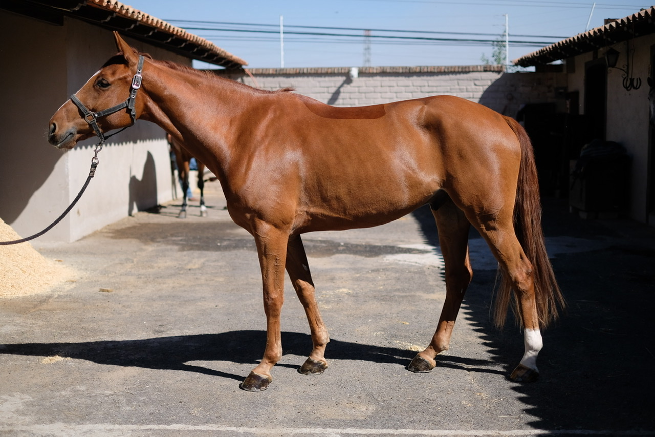 Club Hípico Hacienda del Oro - Equus Line