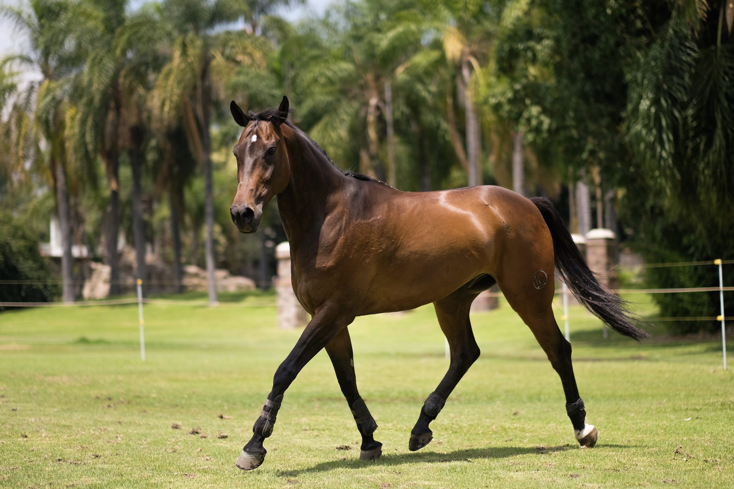 Club Hípico Hacienda del Oro - Equus Line